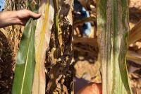 Virginia corn growers urged to stay vigilant against emerging fungal disease