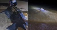 Rare Wildlife Comeback In Malaysia: 3 Leatherback Turtles Return And Lay 195 Eggs
