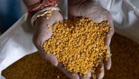 Karnataka's Gulbarga Tur Dal exported to Maldives, fetches farmers 30% more