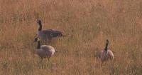 Missouri agriculture officials urge poultry owners to protect flocks during fall migration