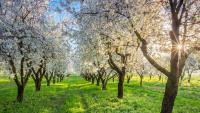 Fruit trees are blooming too early, but scientists found a way to slow them down