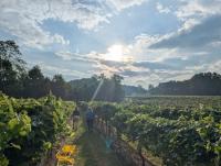 Virginia wineries hit by spring frosts eligible for grape loss waivers