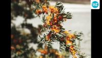 Sea buckthorn: Ladakh’s wonder berry is all set to undergo systematic cultivation