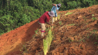 Turning forests, reefs into climate finance