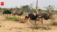 Niger releases 8 North African ostriches into the wild after the species disappeared from the country; the last wild birds vanished in 2004