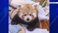 Voting now open to name Beardsley Zoo’s first-ever red panda cub