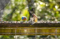 Woman Turns Things From Her Yard Into Natural Bird Feeders That Look Like Art