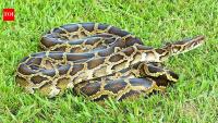 Scientists developed a DNA test for four invasive snakes in Florida; Burmese python DNA was detected in water five minutes after exposure