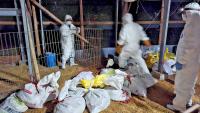 Taiwan boosts measures to prevent avian flu spread