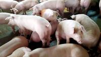 Malaysia to allow import of pigs and boar semen