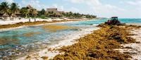 Sargassum Mexico 2026: Record Blooms and a Pollution Warning