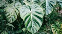 When Luxury Travel Becomes a Journey Within: An Ayahuasca Retreat in the Ecuadorian Amazon