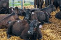 Farming: Cattle prices strengthen as supplies remain tight 