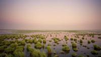 Salt Marsh Microbes Hold Steady Through Day-Night Swings, Venice Lagoon Study Finds