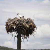 Tracked storks from northern Türkiye reach Egypt, Syria