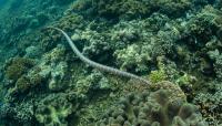 Indonesia's 'Snake Island' is now 'Rat Island," and its reef life could pay the price