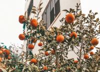 Cyprus has the climate for abundance. So where is the public fruit?