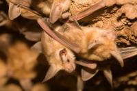 Health department reminds public of rabies precautions