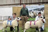 Glenview champion leads NI Kerry Hill sale