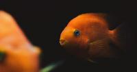 What fish can teach us about AI: Reflections on reading ‘What a Fish Knows’ alongside ‘Scary Smart