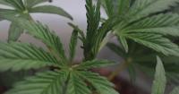 Cannabis legalization cuts probation caseload but complicates DWI work, corrections director says