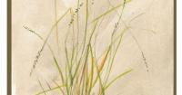 The Outside Story: Smooth slender crabgrass, a quiet engineer to remember