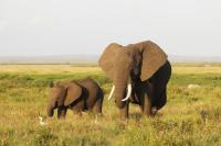 Like humans, elephants can prepare medicinal mixtures for their calves