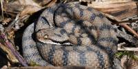 Hiker rescued by helicopter after snake bite in French Pyrenees
