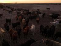 US immigration crackdown hits Kansas beef industry