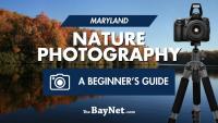 How To Take Better Nature Photos In Maryland: A Beginner’s Guide