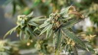 How to Compare CBD Flower Quality: Growing Method, Freshness, Aroma and Batch Testing