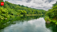 Brazil restored river forests using three seeding methods and planted seedlings; 15 years later, row-seeding stored 155 tonnes of biomass per hectare