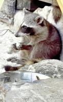 On this Mexican island, raccoons make and play with toys (and also sip margaritas)
