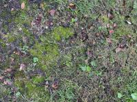 Modify your lawn to discourage moss growth