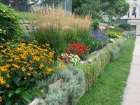 Ornamental grasses add year-round color to central Ohio yards