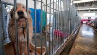 Dog and cat adoptions in Spain plummet in 2025, marking their worst figures since the pandemic