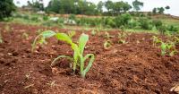 AfDB Unveils USD5Bln Emergency Buffer to Contain Energy, Fertilizer Crisis