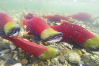 VIEWPOINT: This year’s Adams River salmon run forecast to collapse
