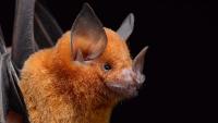 New study reveals surprising origins of bats dating back 65 million years