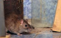 New Jersey tenants at 5 buildings launch rent strike, citing rats, leaks, and no superintendent