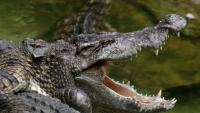 A 12-foot crocodile clamps a 6-foot croc in its jaws, fending off a rival in Costa Rica