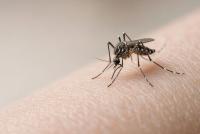 Florida Dengue Outbreak Becomes Largest in Continental US in Decades as Tampa Area Cases Top 250 This Year