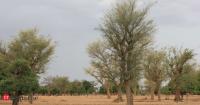 Almost every tree he planted in Niger died until he looked more closely at bushes. His discovery helped regenerate 5 million hectares