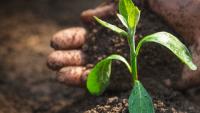 Farmers returning to their roots through revived farming practices
