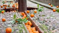 Nearly 6 million kilos of street oranges in Spain become electricity, not food