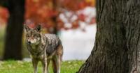 Parts of Nova Scotia national park closed temporarily after coyote bite: Parks Canada