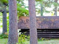 Life in the context of environment