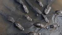 Georgia boater eases through a packed alligator congregation, and refuge says he did it right