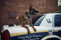 Tennessee K-9 Bart Dies of Heat Stroke After Being Left in Kennel, Deputy Quits