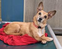 Virginia Beach SPCA seeks foster help